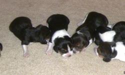 Beautiful purebred AKC registered beagle puppies for sale. Born July 25,2011. 1 Male, $550. 5 females, $650. Great Coloring. Family raised and well socialized. Mom on site. Parents are both 13in. Dewclaws removed and all vaccinations and worming up to