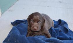Purebred papered chocolate lab puppy. Born 8/5/11, will be ready 9/28/11. First shots and dewclaws removed. Mom on site, excellent family dogs, great with children!Reserve now with deposit.