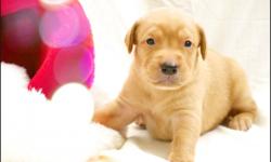 Purebred, AKC Fox Red Labrador Retriever puppies with multiple Hunter titled, OFA?d lines. Line includes: NFC FC AFC SAN JOAQUIN HONCHO, FC AFC JAY OF LITTLE LLANO, AFC CFC CAFC TRIEVEN CLASSICAL JAZZ MH, FC AFC VOLWOOD'S RUFF & READY, FC DC DUAL AFC