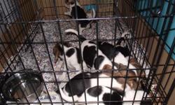 Purebred Beagle Puppies No Papers and Shots.
Females are $50 and Males are $75
3 puppies left 2 males and 1 female. HURRY GOING FAST!!!!
Parents are hunting dogs.
Parents on premisis.