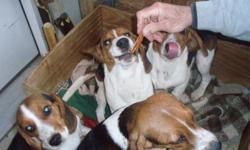 Tri-colored Beagles puppies, Born 11/01/10, parents on site.