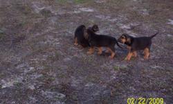 Purebred Black and Tan Bloodhound Puppies
10 weeks old
Mother and Father on premises
Date on picture is not correct.