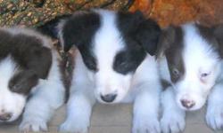 Pure-bred Border Collies for sale ready November 1st!!
Well socialized! Handled/raised from birth, with lots of love.
Our pups, born 9/21/10, are raised in our home and yard in Estacada, Oregon and are loved and handled constantly by our children. Both