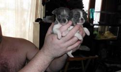 2 Male Chihuahua pups Blue N White, 1 will probably stay small like mom and be no more than 4 1/2 - 5 lbs. the other anywhere from 4 - 10 lbs. Very cute Born March 13th 2011, they will be ready to go to their new home 1st week of May.
They are starting to