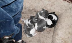 2 Males pups White & Blue Weighed 1/2 oz each and 1 Female White & Black weighed 1/4 oz born March 13th, 2011 and 1 Female Blue & White weighed 1/2 oz born March 14th, 2011 for sale.
Will be ready in around 8 weeks.
These cute and adorable little ones