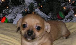 2 male purebred chihuahuas for sale born 10/12/2012 ckc reg.,wormed , and have first shots very cute, healthy, and playful babies need new homes asap should be 5 to 7 lbs as adults
located in rochelle, il 61068
can make arrangements to meet closer to you