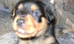 Only one left!! Beautiful Female Rottweiler puppy. Will be ready to go Aug 29,2011. Tail docked and dewclaws removed. She will have her shots and deworming at 8 weeks. She is going to be a large dog. As will her brothers and sisters. They were a litter of