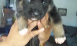 I have 5 male purebred german shepherd puppies. they were born on May 28, 2011 and will be ready on July 23. They are Black and brown with some white. There is a 50.00 NON REFUNDABLE deposit to hold puppy and balance will be due time of pick up. CASH
