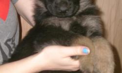 Purebred German Shepherd puppies for sale. $400.00. 6 wks on 07/20/11. Cute and Adorable! Blk & Tan. 4 boys & 2 girls. Dewormed and first shots. Parents on site. Call 541-895-5149. Located in Creswell; 15 mins. south of Eugene.