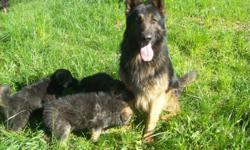 Plush coat, large boned, gorgeous shepherds. Will be ready Oct 21st.&nbsp; 1st shots, de-wormed. Great family addition for love and protection. {}-&nbsp;&nbsp; Go to my websight { www.german-shepherds--stanley-style} We are located in Redding, come up and