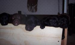1 beautiful black female lab puppy, dad is AKC registered pointing. yellow lab and mother is unregistered black lab. Born on June 7, had wellness vet check, wormed and lst shots on 7-28, call 509-630-6787.