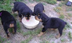 Large purebred rottweiler puppies. Born June 22,2011. Will be ready to go Aug 29,2011. They have had there tails docked and dewclaws removed. They will also have there final vet checkup, shots and deworming. Both parents on premises. Purebred without