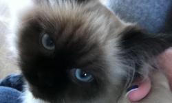 Hi! We bought this kitten from a woman about a month ago in Duvall, WA who breeds cats. He is a purebred Seal Point Himalayan. He is 20 weeks old, and is very sweet.
He's had his first vet check, shots and wormings. He's also FIV/FLV negative, but has not