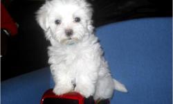 Quality Maltese Puppies Available. Will weigh around 5 pounds when Adults. HypoallergenicÂ­, Odorless, Non Shedding, Perfect House Pet. Small Lapdogs, Health Guarantee. Up To Date on All Shots and Worming. A.K.C. Registered. Raised In My Home. 3 Years