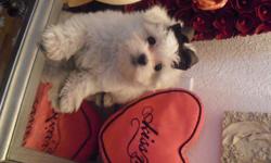 I have 2 purebred Maltese T-cup males. Puppies are available NOW. If you are interested give me a call at 650-421-3924. All puppies come Vet checked, dewormed, healthy, and outgoing. Puppies will be Fully Groomed,Washed, Dressed and with a Free Puppy Kit