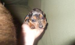 Sir-Henry is the cutest little dapple mini-Dachshund! He has one blue eye, one brown eye. His mama is the older dog-pic in this ad, she also has one blue eye. You are welcome to change Sir-Henry's name, my kids thought he is a royal looking little pup