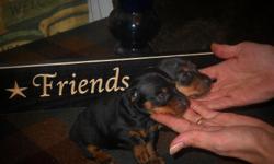 We have two female black and tan Miniature Dachshunds for sale. They are well socialized and have started potty-pad training. They both have adorable personalities and will make perfect little lap doggies. These pups will be 6 weeks old on January 26,