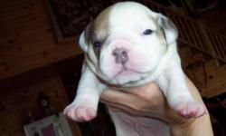 IOEBA Registered Olde English Bulldogge puppies born April 12th,2011. All have had tails docked & dew claws removed. Will have first shots & been wormer before going to new homes. Puppies will be ready to go on June 12th,2011. Puppies are all very bully