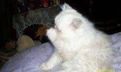 whitw-5 month old long hair lilac point persian. very friendly and snuggly. gets along good with all pets and loves kids. my mother has alzheimers and i dont have the time forthe kitten. i paid $350 for him, but will let go for 250. up to date shots, vet