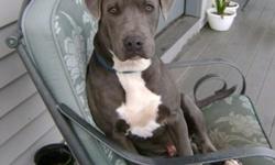 Great bloodlines, would make a great stud dog. he is a beautiful blue pit, out of FL, he is still a puppy and great around small kids and other animals, even cats! He is ready for a home and would make a great pet. Please call to come and see him
