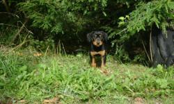 One female Rottweiler puppy left. She has had her tail docked, dew claws removed and had first shots and deworming. She is purebred w/o papers. Parents on premises. They are our family pets. She is 9 weeks old and ready for her forever home. She has been