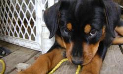 Gorgeous purebred rottweiler puppy. One left!!! Shes a female, 9 weeks old. Loves to play and cuddle. Beautiful markings. She has had her tail docked and dewclaws removed. She has also been vet checked, had her shots and been dewormed. She is from a
