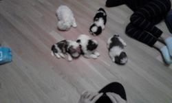 I have 3 purebred Shih-Tzu puppies. 2 girls 1 boy. 9 weeks old. girl is tri-colored, 2nd girl is brown and white. The boy is mostly white with a tad bit of brindle coloring on his head and ears. All lovable and playful. They are used to other Shih-Tzus
