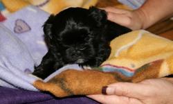 Purebred Shih Tzu Puppies
All areas of Southern California
call: (318) 222-7575
CHRISTMAS PUPPIES FOR SALE!!! We have a litter of beautiful Purebred Shih Tzu puppies just recently born on November 3, 2010. They will be ready to go to their new homes on
