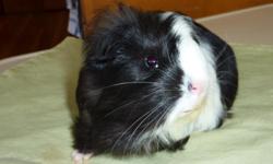 Born Oct 15th, 2010. Black and white long haired guinea pig. This little guy was born with a condition called congenital torticollis, which means that he has a slight head tilt. He is otherwise normal and healthy. Would make a great pet, but it would not