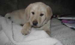 Adorable yellow lab puppies just in time for Christmas. Dad is large and mom is medium size.
We have both parents.
509-859-4842 509-899-2353