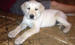 I have one Female yellow lab puppy left from the litter of 7! She is available to go to her new home the weekend of October 27th. she has had her first shot and dewormer.