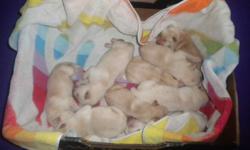 purebred yellow lab puppies will be available the first week of August. These puppies were born on June 7th, 2010. The Dad is AKC registered yellow lab and Mom is non-registered purebred yellow lab. This is her first litter and she had 9 puppies -5 males