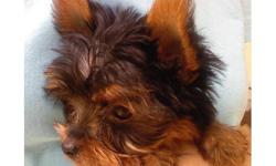 Purebred Tea Cup Yorkshire Terrier Puppy
1 lb 4 ounces only at 14 weeks old !!!
14 Weeks Old, C.K.C Registered
Dewormed,Dew claws Removed
1st Set of Shots, 100% Health Guarantee
100% Buy Back Protection
Ears Standing Up Perfect,Full Coat
This Litte Male