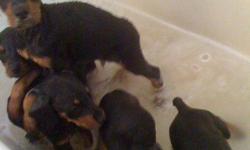 Doberman Pinscher puppies, Male and Female mostly males though 6 weeks right now 8 pups all together 1 sold already and they just went on the market so act fast mom and pop are great looking dobies and great with kids, all pups are black and tan price is