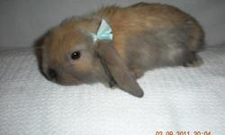PUREBREED BABY BUNNIES
LIONHEADS
HOLLAND LOPS
MINI LOPS
$18 EACH BOTH SEXES
see more pic's and avaliable bunny's at my website.....
http://hayrunrabbitry.weebly.com/
located in york haven pa
i will meet for pick up i am in lots of areas.