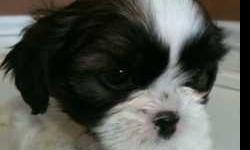 APR Shih Tzu puppies for sale $350.00. Puppies were born on 01-15-2011 and needs new loving home by 03-15-2011. 1st set of shots included. Please note: Mom and dad on site.
If interested call or text 310-292-2409.