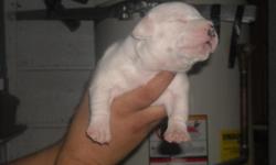 two week razor edge and gaff two females two males nice structure good pedigree will be ready in four weeks