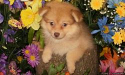*^~Credit Cards Welcome*^~Best Guarantees*^~Visitors Welcome: Hug-A-Pup 4950 W. Irving Park Rd. Chicago,Il. 60641...Call: "Susan" 773-327-2050 or 708-299-2850. Gorgeous Pom "Buffy". Small Boned, Thick Coats..EARS Standing-up....NOT Yappy..Great with