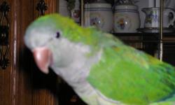 Hand fed and raised one year old Quaker parot,green and white,very sweet,talks alot...likes to bark like a dog. Moving soon and really can't take him with me,comes with cage and stand.Needs a good home..call for info at 269-521-3078 thank you ($150