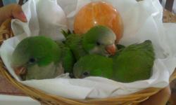 I have 3 little quakers very tame,healty, one month old,if you want this kind of bird for pet you have to get them baby,if you want to teach them to talk ,etc and because they cost a little more .I have adults quakers for sale too(50.00)
