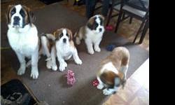 Saint breeder of ten years. We have very beautiful dogs that are highly bred with impressive Ch lines. Our dogs are bred to Akc standard, and produce top quality healthy puppies. We are expecting a very nice litter mid June, and will produce both coat