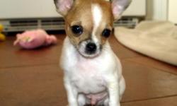 CHIHUAHUA PUPPIES FOR SALE IN OREGON
Our Teacup and Toy chihuahuas come in wonderful colors: blue, chocolate, black, brindle, tan, white, lavender( yes, purple), black and tan, pied / spotted, cream, chinchilla, basically any coat pattern or color of any
