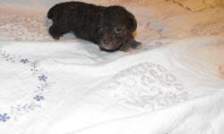 We have a litter of Purebred Toy poodle puppies. We have three babies, one girl and two boys. The little girl is a brown with white paws and a white chest. one of the boys is brown, black with a white chest and beard, the other boy is black with a white