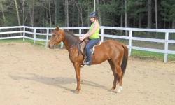 Montana is a very nice, beautiful chestnut mare who is 5- 1/2 years old.&nbsp; She has been started in 4-H shows, did one fundraiser beginner dressage show, and has been trail ridden.&nbsp; We are looking for the right home who will continue some showing