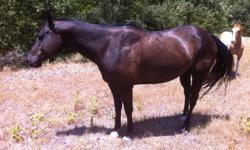 6 Year old nearly black quarter horse gelding for sale, Parelli broke from ground, has several years riding experience but needs experienced rider, very sweet personality. Needs good home.