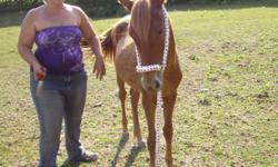 She is a Chestnut April 2010! She is halter and started lead broke!! Only selling due to econimy!!
She has been around kids and other animals since birth!!!
