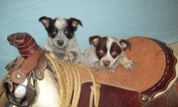 541 280 1537 we raise Queensland Heelers in all sizes most of our stock are decedents of Australian imports from the 1960s to the 1990s. they make great companions or workers. we have sizes from 15 pounds to 50 pounds. the pups & dogs pictured here are