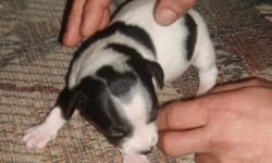 Quiet Secret is a piebald tri color rat terrier type A. She is 2 weeks old born on 1/17/11 and has just opened her eyes and had her first worming. Her dam is a tri color type B tuxedo natural bob tail and her shire is a mini type A tri color tuxedo. She