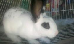 black & white 4-5 month old rabbit, we call him Bandit. He's sweet cant be inside or outside.