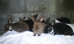 Pedigreed Mini Rex buck babies $15
Black otter, broken black, black, broken brown
Lionhead babies bucks and does $10
Some of these babies have blue eyes.
Dad is a BEW
